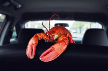 Humr_na_zadnim_sedadle_taxi_0